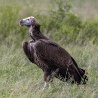 Lappet-faced Vulture